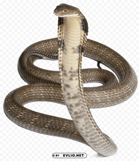 Snake PNG With Transparency And Isolation