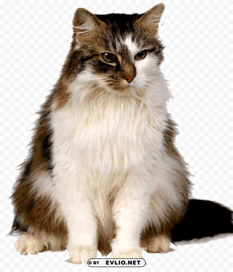 cute kittens High-resolution PNG images with transparent background