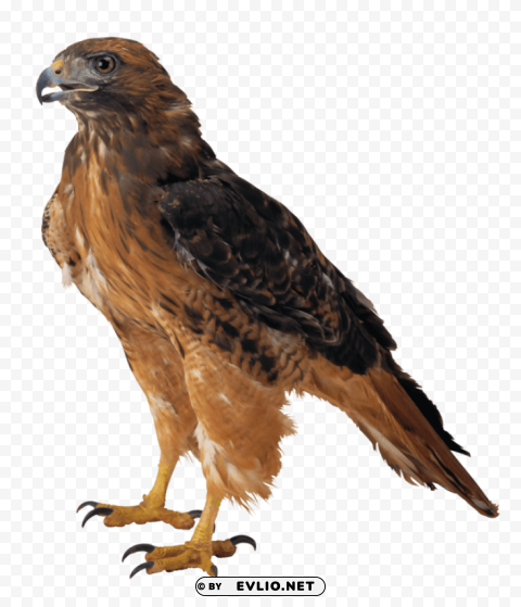 falcon Isolated Artwork on HighQuality Transparent PNG
