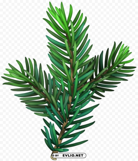 pine branch Isolated Element with Clear Background PNG