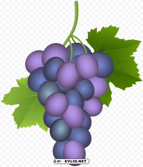 purple grape Isolated PNG on Transparent Background