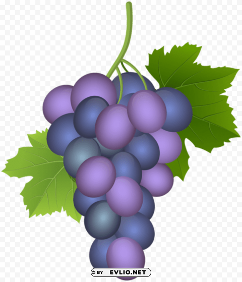 Purple Grape Isolated PNG On Transparent Background