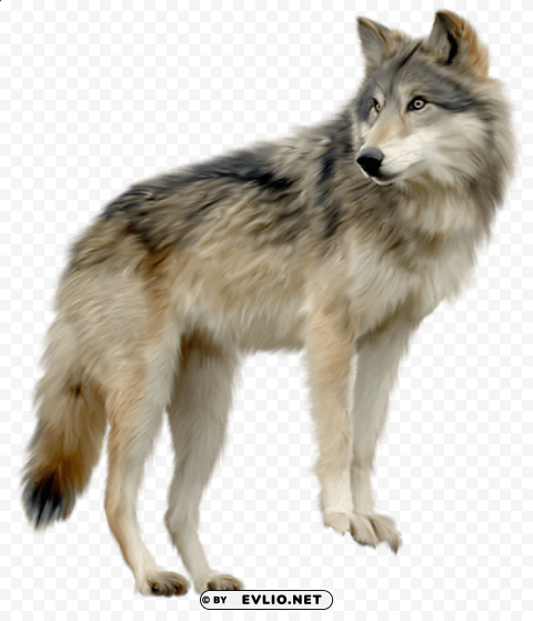 wolf Isolated Object in HighQuality Transparent PNG