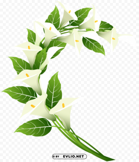 calla lily decoration Transparent PNG pictures complete compilation