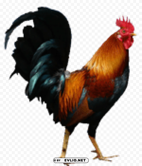 cock Free download PNG images with alpha transparency
