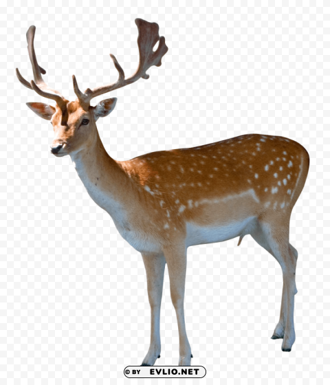 Deer Transparent Background Isolated PNG Art