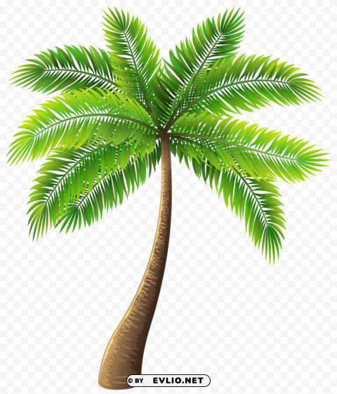 Palm Tree Free Download PNG With Alpha Channel Extensive Images