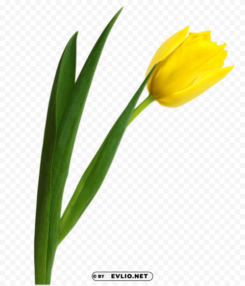 tulip Isolated Item on Transparent PNG