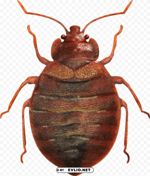 bed bug top view Isolated Item on Clear Background PNG