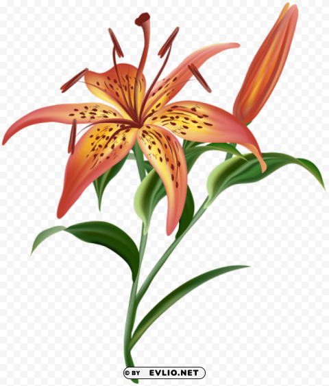 lilium flower Transparent PNG images bulk package