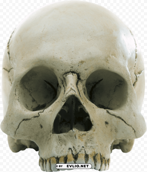 Transparent background PNG image of skull Free PNG images with alpha transparency - Image ID 7a34e796