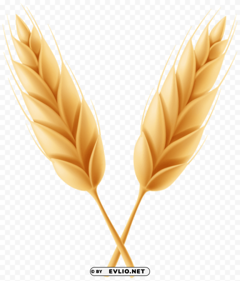 wheat classes Isolated Subject in HighQuality Transparent PNG