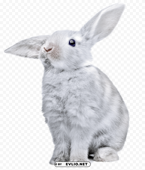 white rabbit with huge ears PNG Image Isolated with Clear Background