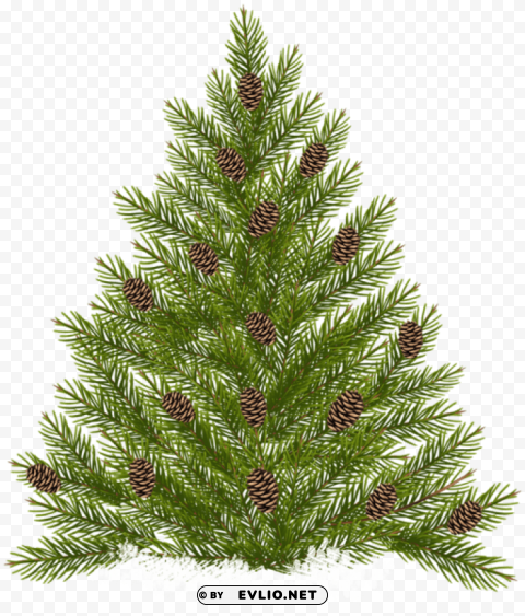 pine tree with cones PNG files with transparent elements wide collection