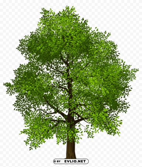 transparent green tree PNG files with clear backdrop collection