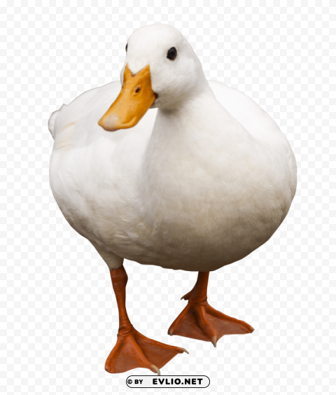 Duck PNG transparent images for printing