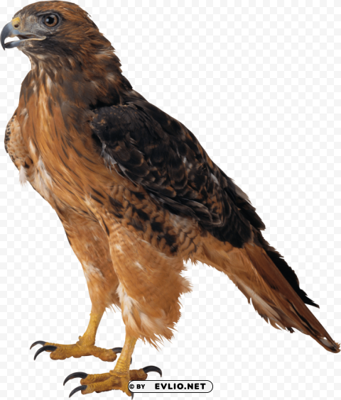 eagle PNG images with clear backgrounds