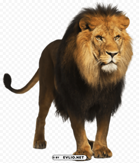 lion PNG clipart with transparency