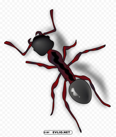 ant Isolated Object in HighQuality Transparent PNG