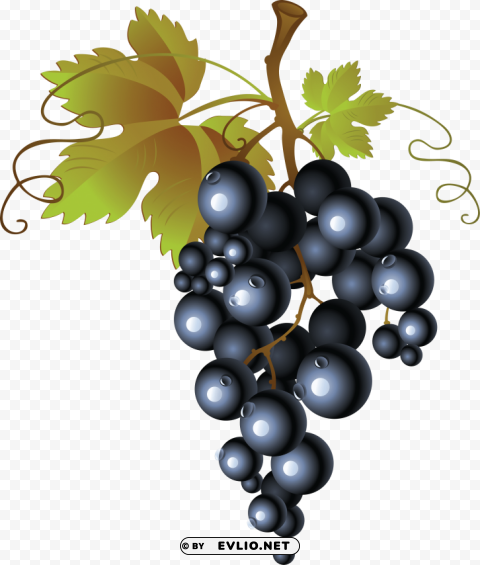 black grapes PNG Object Isolated with Transparency