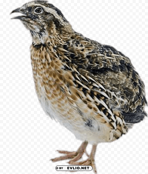 Female Quail PNG With Clear Background Set