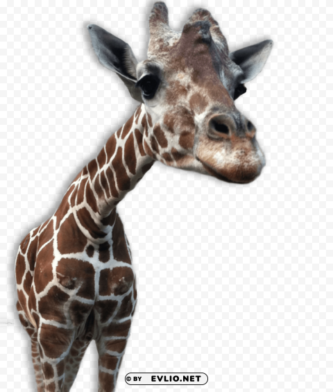 giraffe transparent PNG graphics with alpha transparency broad collection