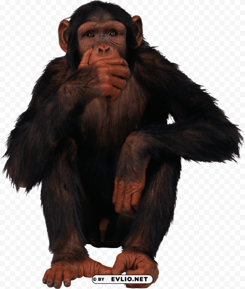 gorilla free High-quality transparent PNG images