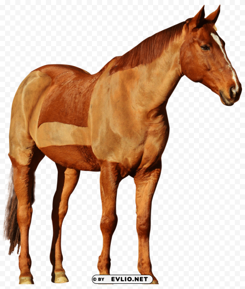 horse ride Clear PNG pictures broad bulk