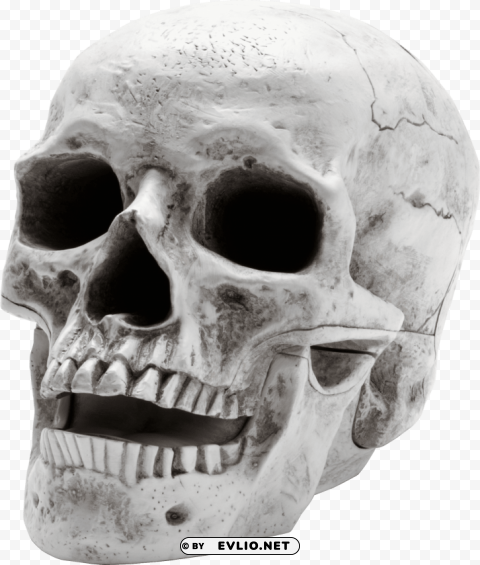 sideview large skull Isolated Item on Transparent PNG