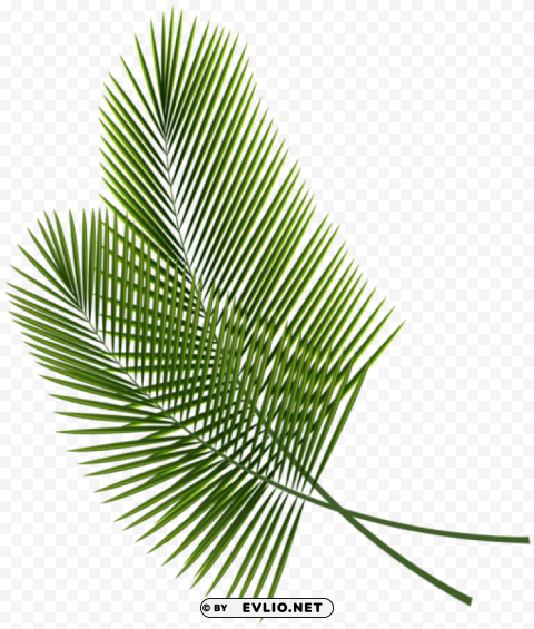 tropical leaves PNG Image Isolated with Transparent Clarity