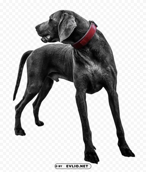 black labrador PNG images without watermarks