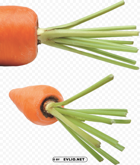 carrot PNG pictures with no backdrop needed