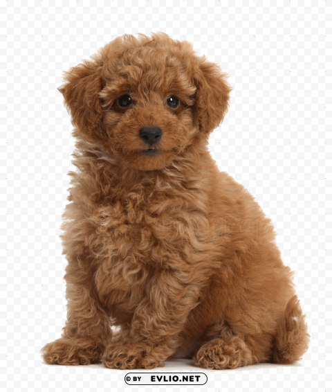 Cute Puppies Transparent Picture PNG