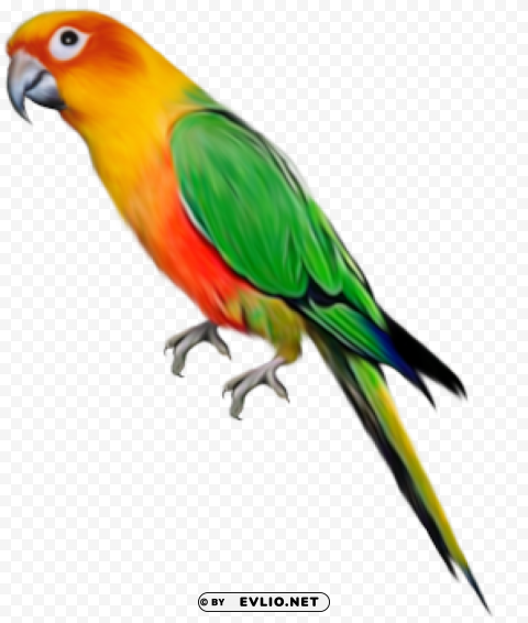 parrot Clear PNG pictures bundle