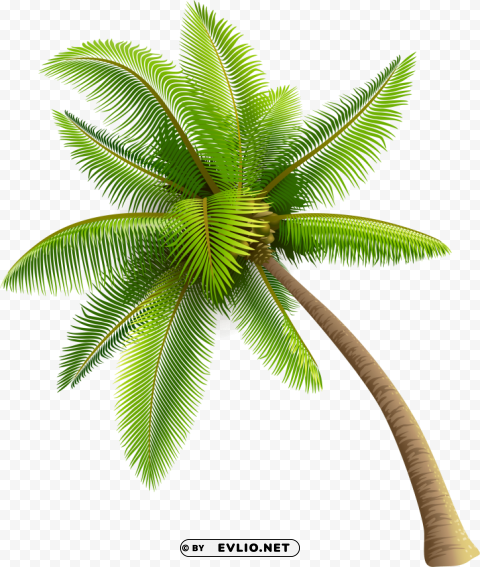 Coconut Tree PNG Photo