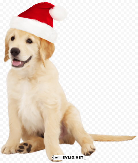 cute dog with santa hat PNG graphics with clear alpha channel collection