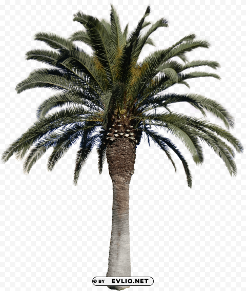 date palm tree PNG photos with clear backgrounds