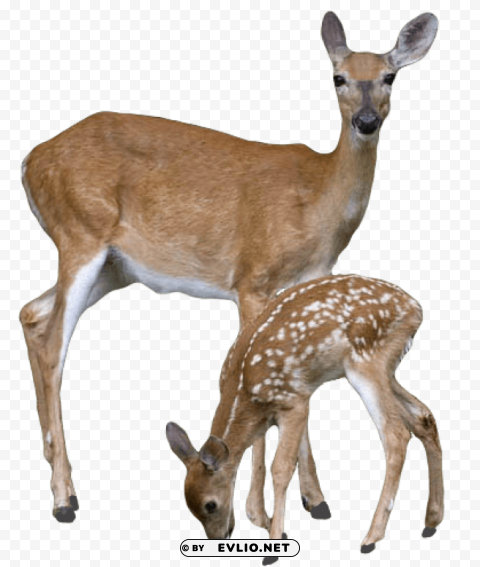 deer Isolated Object on Transparent Background in PNG