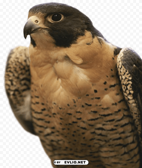 falcon PNG transparent graphics for download