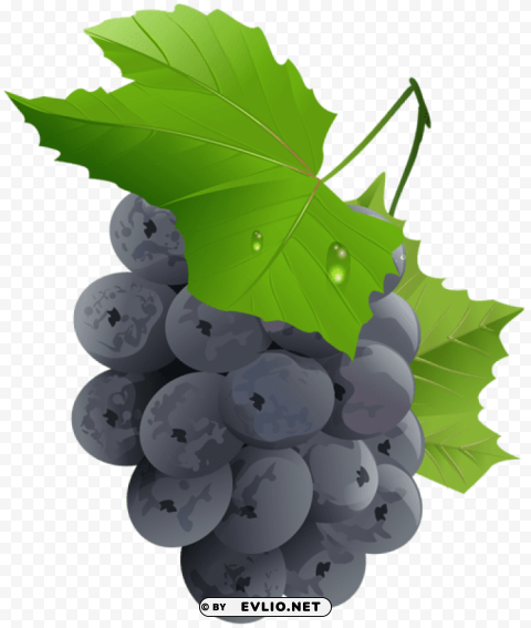 grapes transparent PNG images with clear alpha channel