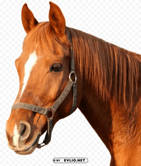 horse Clear PNG images free download