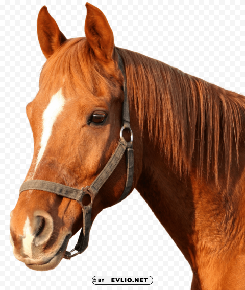 horse PNG images with transparent canvas variety