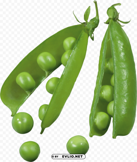 pea Free PNG images with alpha transparency comprehensive compilation
