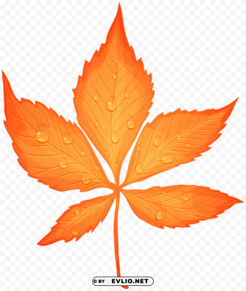 autumn leaf with dew drops PNG images transparent pack