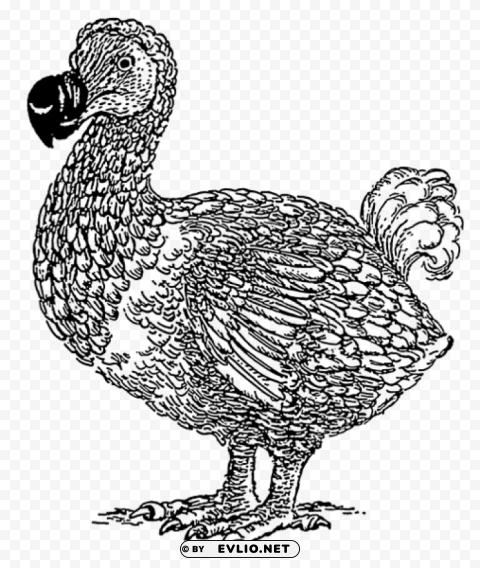 dodo Isolated Graphic with Transparent Background PNG