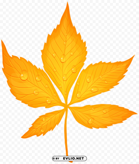 yellow autumn leaf with dew drops transparent PNG images free
