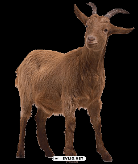 goat High-resolution PNG images with transparency
