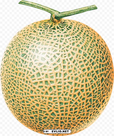 melon PNG transparent photos vast collection