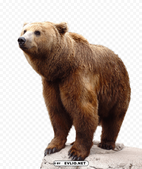 bear Isolated Illustration in HighQuality Transparent PNG