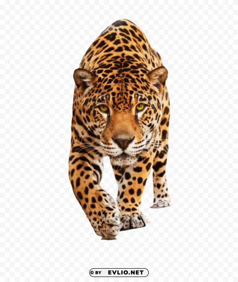 jaguar walking Isolated Illustration on Transparent PNG